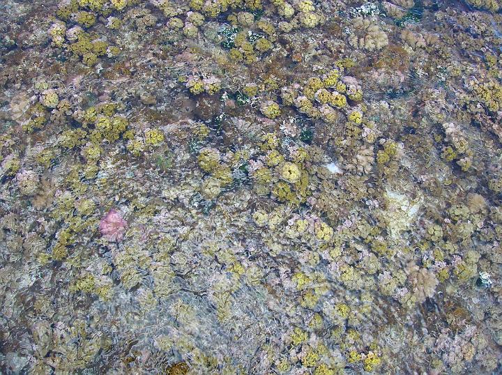 DSCN1952.JPG - La surface du platier est constitu d'un tapis vgtal recouvrant le rcif coralien