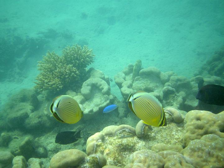 PB200164.JPG - Un Acropora au fond, derrire un couple de poissons papillon (chaetodons)