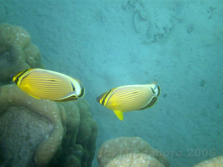 PB200168.JPG - Un couple de poissons papillon (Chaetodons) sdentaires, ils se nourrissent de polypes de coraux.