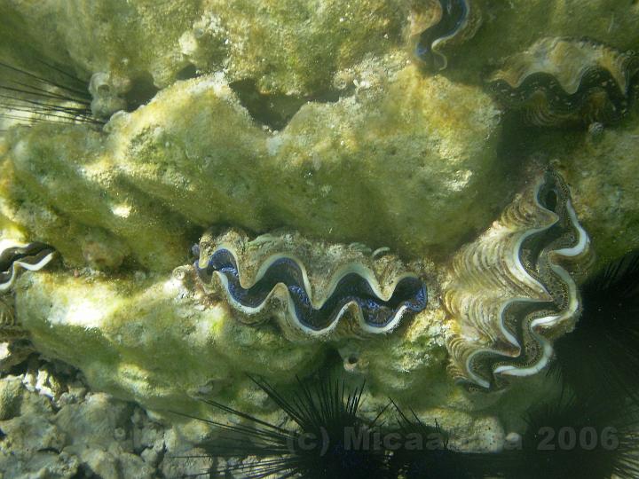 PB200182.JPG - Le Tridacne gant ou bnitier (Tridacna gigas) est le plus gros mollusque bivalve.
