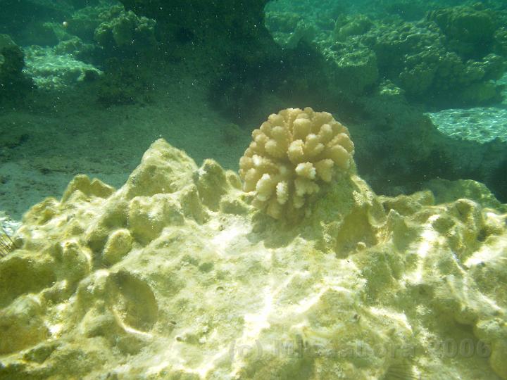 PB200199.JPG - Le poscillopora  meandrina est l'un des nombreux spcimnes de madrpores (ici fort malmen).