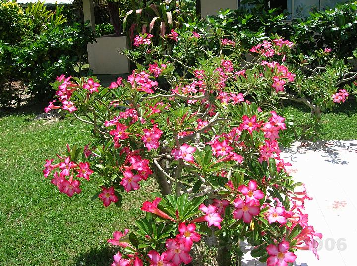 14DSCN1905.JPG - Dans un dluge de fleurs, ici Adenium multiflorum hybride Desert rose ou Impala lily