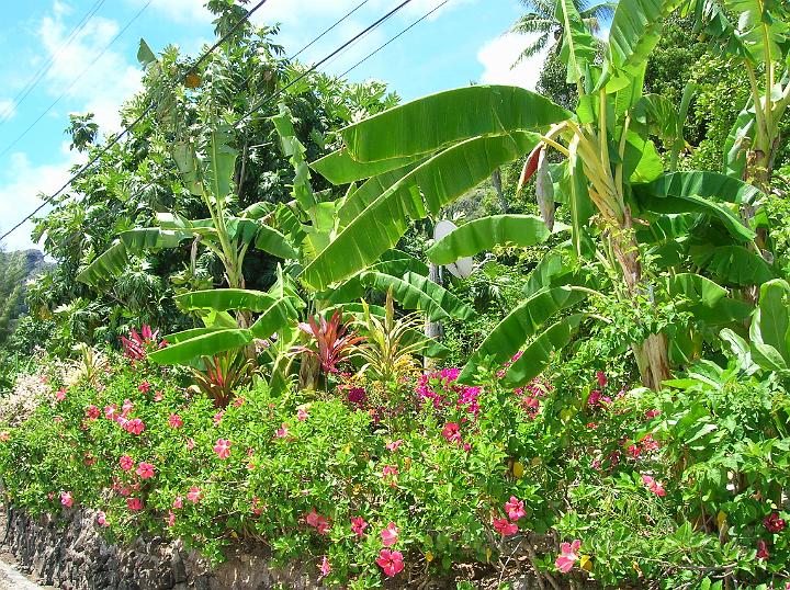 17DSCN1910.JPG - Outre ses cultures de pastques, Maupiti est un vritable jardin aux fleurs omniprsentes.