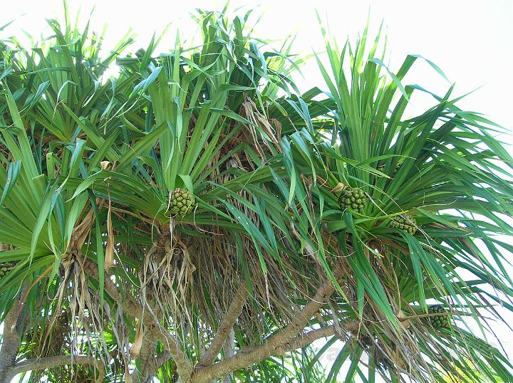 10DSCN1665.JPG - Les fruits du Tima (Pandanus balfouri) ou du Fara sont des drupes quelquesfois consommes. http://www.gototahiti.net/arbres_tahiti/fara/fara.htm