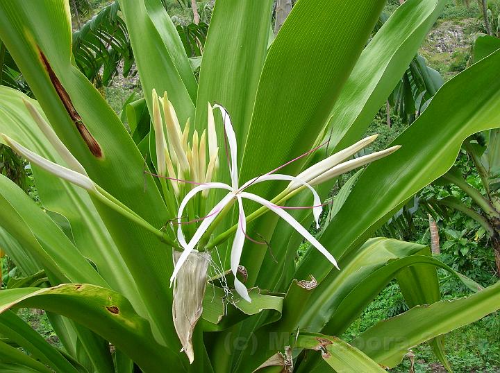 11DSCN1934.JPG - Ces inflorescences mles du pandanus sont appeles hinano. Leur odeur pntrante servait  parfumer les cheveux des femmes polynsiennes.