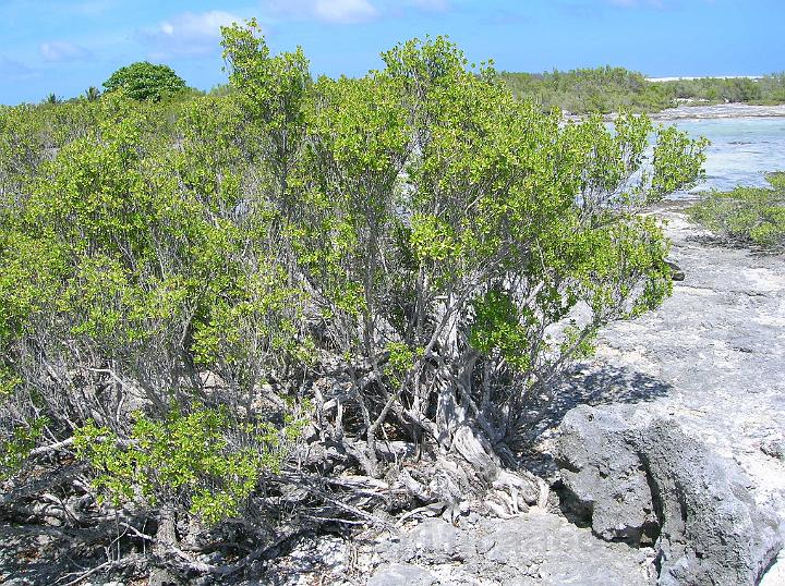 13DSCN1670.JPG - Miki miki son bois rouge est trs dur et il forme des brousses impntrables en bord de mer.