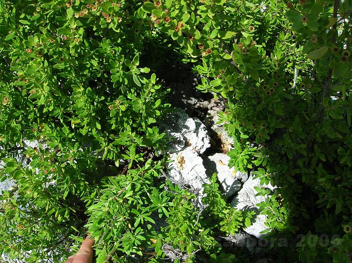 15DSCN1674.JPG - Miki miki est trs recherch pour confectionner des objets ncessitant un bois trs dur et rsistant comme des lances, massues et hameons.http://www.gototahiti.net/arbres_tahiti/miki_miki/miki_miki.htm