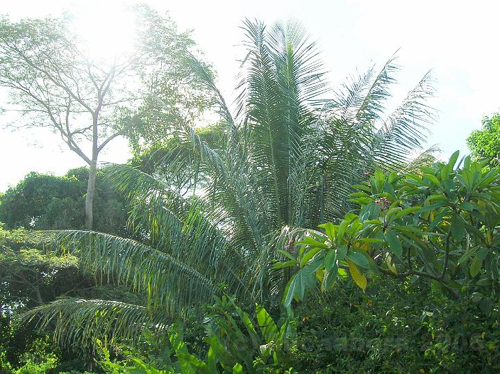 16DSCN1833.JPG - Cocotier et frangipanier cdent la place aux espces endmiques telles Autera'a ma'ohi (Terminalia glabrata) http://www.gototahiti.net/arbres_tahiti/auteraa_maohi/auteraa_maohi.htm ou Tamanu (Calophyllum inophyllum) http://www.gototahiti.net/arbres_tahiti/tamanu/tamanu.htm