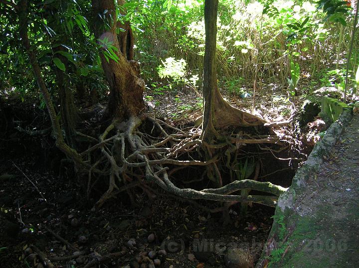 18DSCN1829.JPG - On reconnait les nervures caractristiques du tronc d'un jeune mape ou chtaigner tahitien (inocarpus fagiter), un arbre sacr: http://www.gototahiti.net/arbres_tahiti/mape/mape.htm
