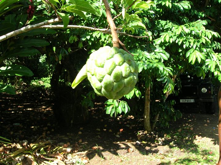 19DSCN1831.JPG - Annona squamosa (Sugar apple). Le fruit de la pomme cannelle ou attier, de couleur verte, est comestible et apprcie, il contient des actognines actifs utiliss dans la lutte contre les tumeurs cancreuses.