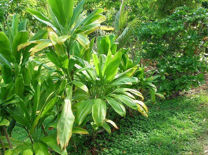 20DSCN1832.JPG - Auti (Cordyline fruticosa) est une plante  usages multiples, pour sa fibre, mais aussi en couverture, en ornementale, en enveloppe de la nourriture, en consommation du tubercule et en mdicinale.