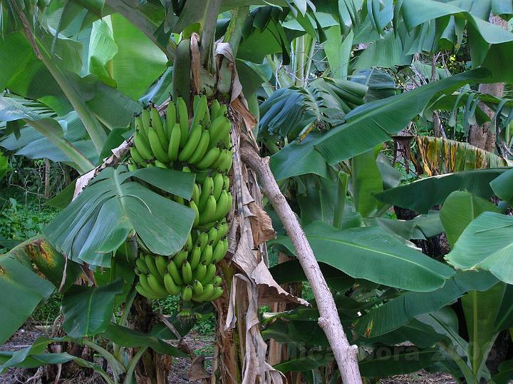 25DSCN1846.JPG - Bananier (Musa sapientum) fait partie des cultures vivrires originaires d'asie du sud est et d'Australie. La banane rouge  cuire (Musa paradisiaca) maohi ou fei est un fculent qui doit tre cuit avant d'tre consomm.