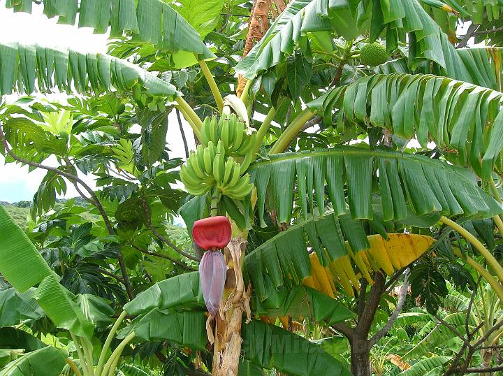 26DSCN1922.JPG - Meia inflorescence de bananier (Musa cultivar).Les fleurs qui apparaissent  l'extrmit de l'inflorescence (donc en-dessous) sont mles, celles situes plus vers le dbut de l'axe (donc au-dessus) sont femelles.Les fleurs apparassent en ranges chaque jour, une bracte va s'enrouler et tomber, librant ainsi les fleurs qui pourront tre pollinises.