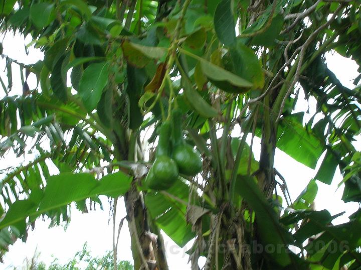 27DSCN1931.JPG - Avocatier (Persea americana) derrire un rideau de bananiers toute l'le est un vaste jardin