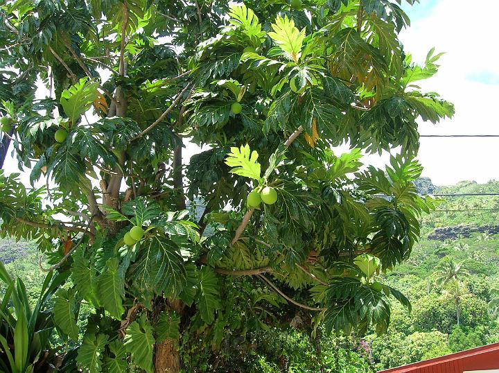 28DSCN1904.JPG - Le Uru, fruit de l'arbre  pain (Artocarpus altilis) est certainement le fruit le plus reprsentatif de l'alimentation locale mais l'corce (tapa) et le bois sont galement utiliss. http://www.gototahiti.net/arbres_tahiti/uru/uru.htm
