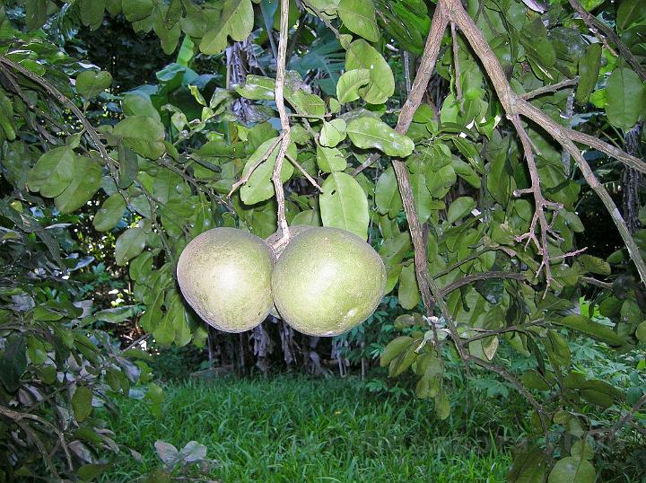 29DSCN1839.JPG - Le pamplemousse (citrus maxima)  l'corce gris vert, est de la taille d'un ballon.