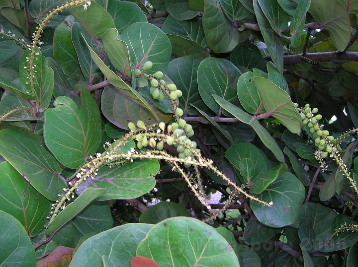 2DSCN1634.JPG - Raisinier bord de mer (Cocoloba uvifera) le fruit est gnralement consomm cru, mais peut tre galement transform en geles, ou rentrer dans la composition de boissons.