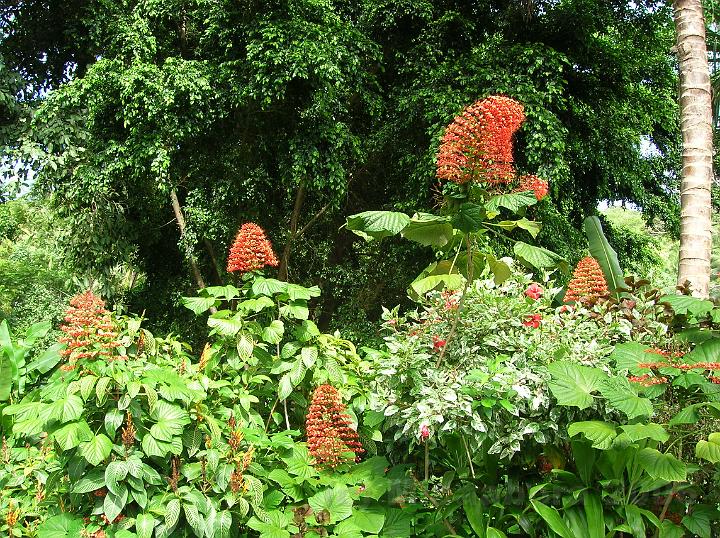 30DSCN1810.JPG - Clerodendrum paniculatum c'est une espce envahissante introduite d'Asie du sud est.