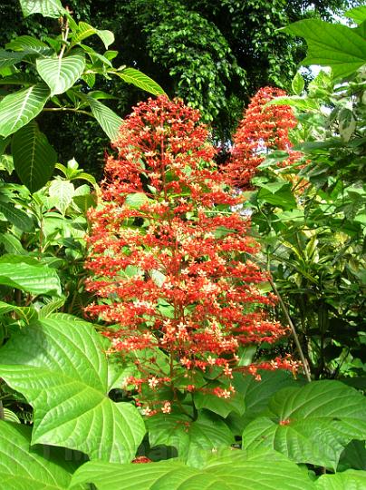 31DSCN1811.JPG - Clerodendrum paniculatum originaire d'Asie du sud est aussi appele pagoda flower.