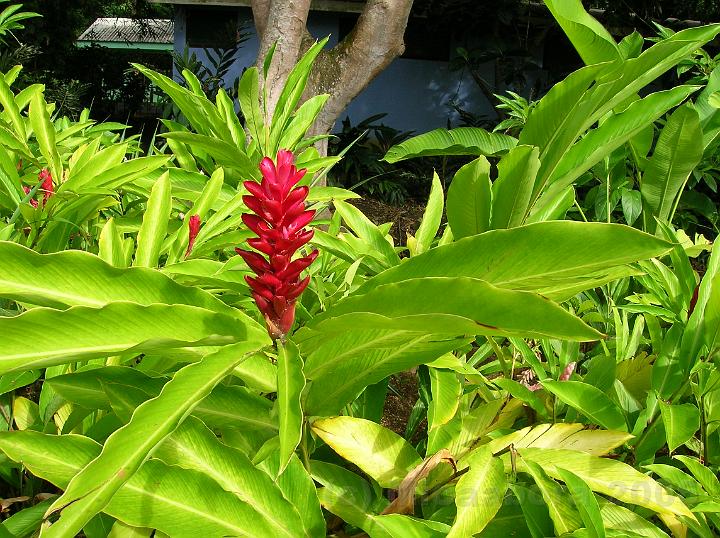 32DSCN1815.JPG - Opuhi (Alpinia purpurata) ou gingembre rouge demande une vingtaine de degr toute l'anne.
