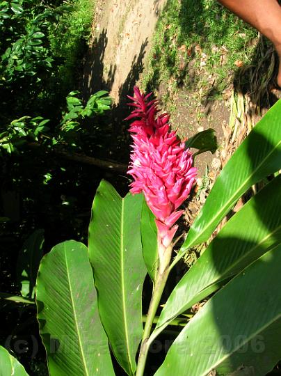 33DSCN1830.JPG - Opuhi (Alpinia purpurea) les fleurs sont utilises pour confectionner des colliers de fleurs ou des couronnes lors des ftes.
