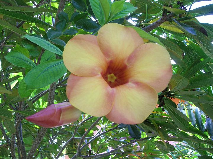 34DSCN1817.JPG - Allamanda violacea ou A. blanchetii nous vient d'Amrique centrale, celui ci est franchement superbe