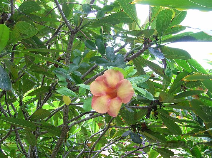 35DSCN1961.JPG - Allamanda violacea