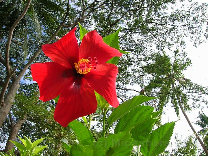 36DSCN1814.JPG - Aute-Maohi (Hibiscus rosa sinensis) cette fleur parfume est un autre emblme de la Polynsie.