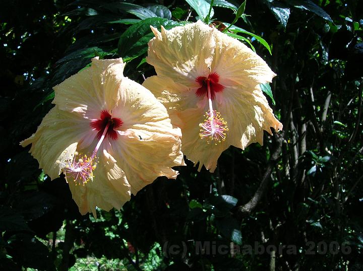 37DSCN1825.JPG - Aute-Maohi (Hibiscus rosa sinensis) toujours plus de couleurs, est une famille  trs florifre