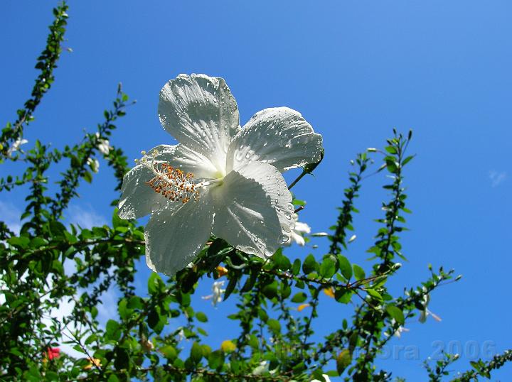 38DSCN1821.JPG - Aute-Maohi (Hibiscus rosa sinensis) encore perl de l'averse toute rcente