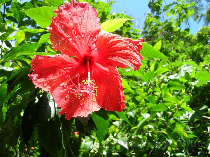 39DSCN1822.JPG - Aute-Maohi (Hibiscus rosa sinensis Snow Queen) aprs l'averse tropicale