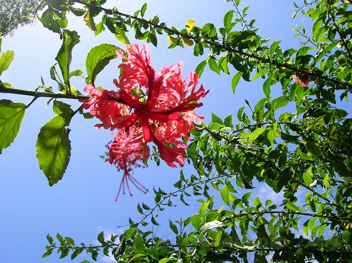 40DSCN1823.JPG - Hibiscus schizopetalus un autre hibiscus largement implant sur les atolls