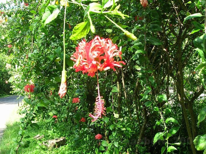 41DSCN1824.JPG - Hibiscus schizopetalus son long style et les ptales bouriffs le rendent inimittable