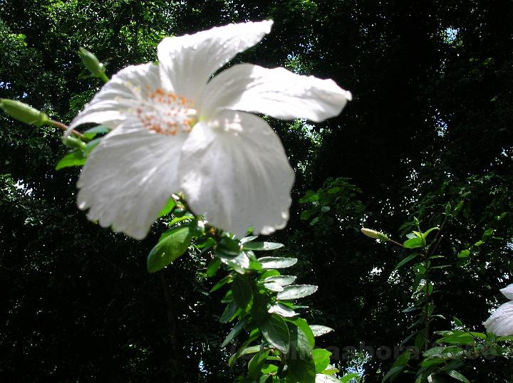 42DSCN1826.JPG - Aute-Maohi (Hibiscus rosa sinensis) les fleurs phmres se renouvellent tous les jours