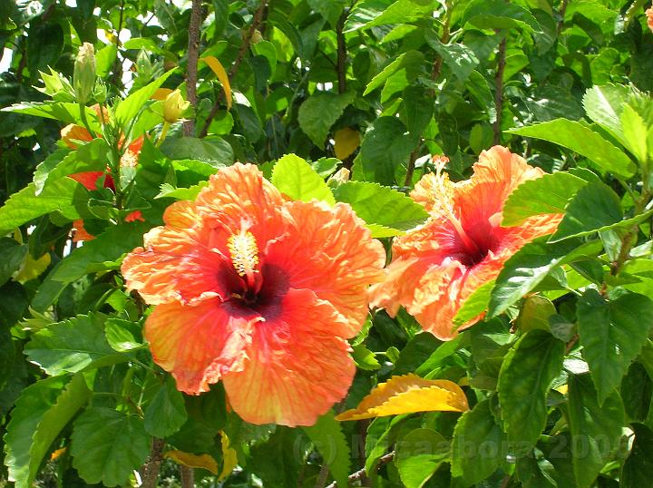 43DSCN1914.JPG - Aute tahiti (Hibiscus Rosa chinensis) dans toute sa splendeur sur l'le de Maupiti