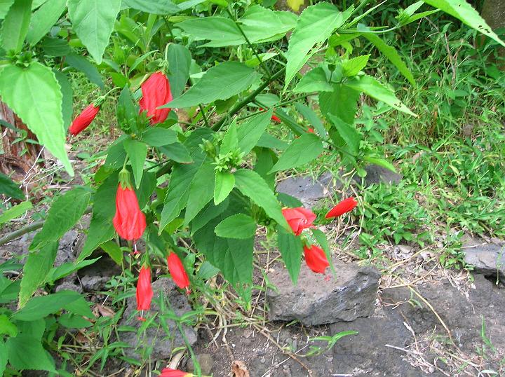 44DSCN1935.JPG - Hibiscus piment ou hibiscus dormant (Malvaviscus arboreus) est utilis pour ses proprits mdicinales.