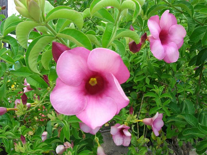 45DSCN1913.JPG - Allamanda blanchetii plante tropicale originaire d'Amrique latine  Maupiti.