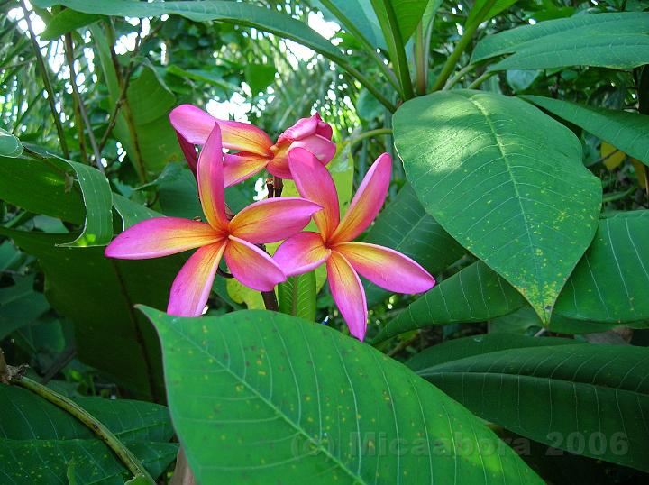 46DSCN1838.JPG - Frangipanier (Plumeria rubra sp.) cette varit de Bora est trs peu rpandue