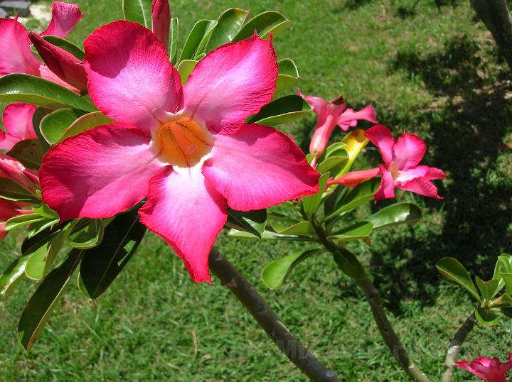 47DSCN1906.JPG - Adenium multiflorum hybride Desert rose ou Impala lily photographi sur Maupiti