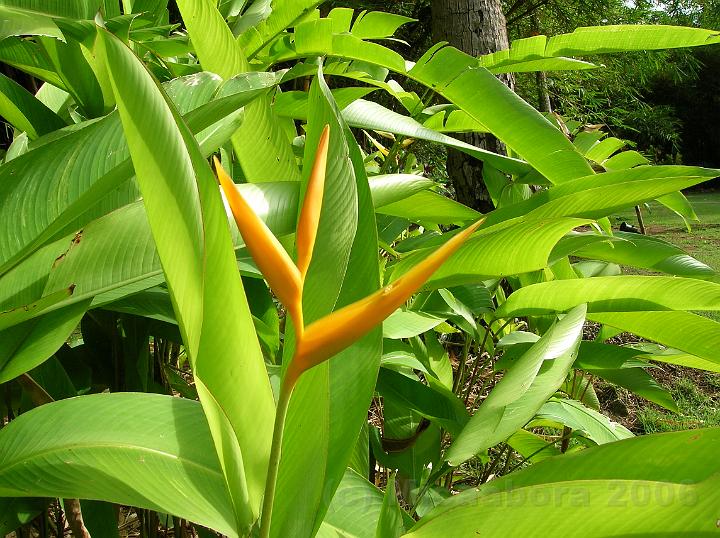 48DSCN1816.JPG - Ce n'est pas un Oiseau de paradis (Strelizia) mais un  balisier (Heliconia aurantiaca).