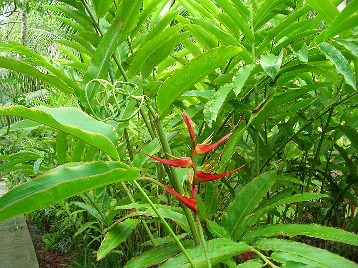 49DSCN1958.JPG - Heliconia angusta