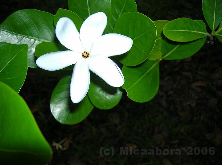 4DSCN1641.JPG - Le Tiar de Tahiti (Gardenia tahitensis) est la fleur emblmatique de la Polynsie