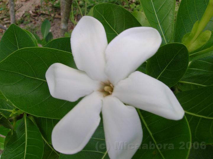 4DSCN1745.JPG - Le Tiar de Tahiti (Gardenia tahitensis) est la fleur emblmatique de la Polynsie
