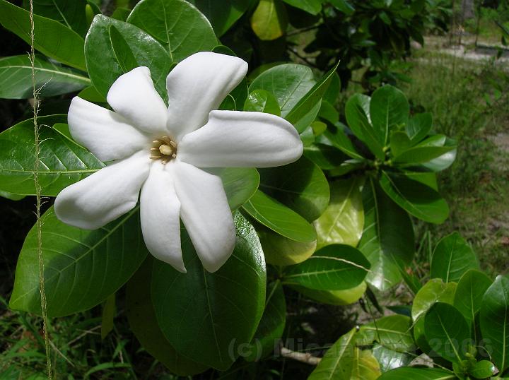4DSCN1747.JPG - Le Tiar de Tahiti (Gardenia tahitensis) est la fleur emblmatique de la Polynsie