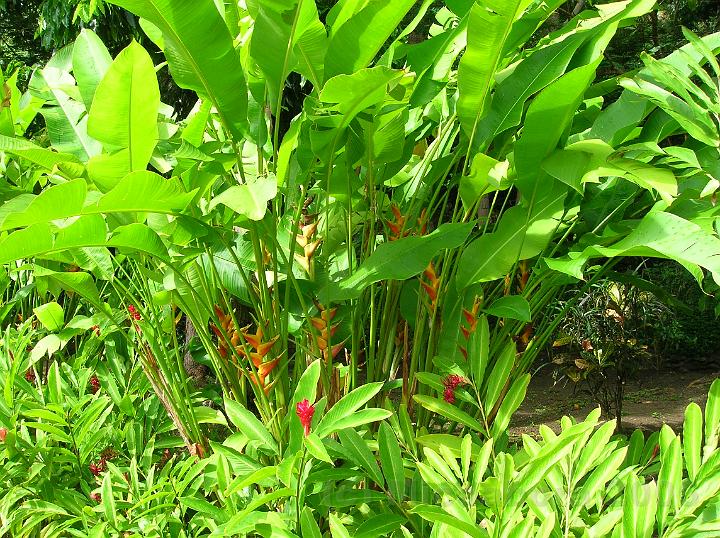 50DSCN1955.JPG - Heliconia caribaea  Lobster claw