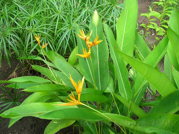 51DSCN1956.JPG - Balisier (Heliconia aurantiaca) devant une touffe de Paryrus (Cyperus ligularis)