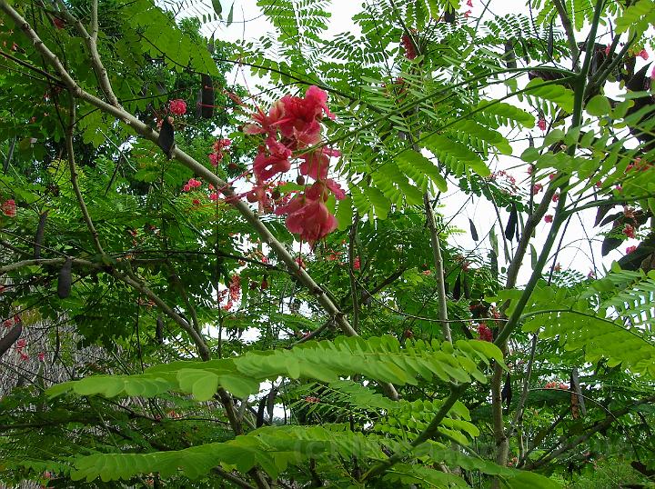 53DSCN1959.JPG - Caesalpinia pulcherrima ou petit flamboyant originaire d'Amrique du sud