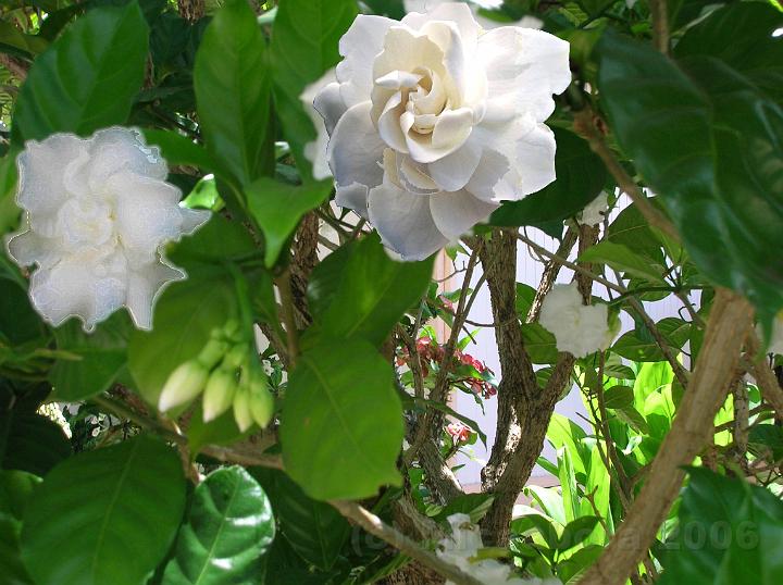 54DSCN1908.jpg - Le taina (gardnia jasminodes) est originaire des rgions tropicales et subtropicales, essentiellement d'Asie.