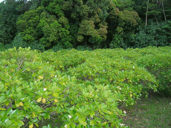 5DSCN1637.JPG - Plantation de Tiare Tahiti (Gardenia tahitensis)  Bora Bora la culture est trs dlicalte