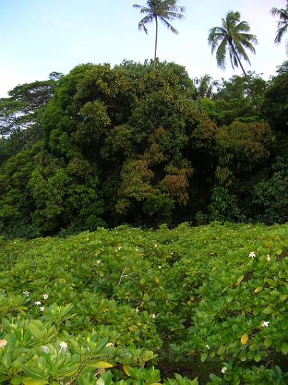 5DSCN1644.JPG - Plantation de Tiar de Tahiti (Gardenia tahitensis) cultivs pour leur parfum incomparable
